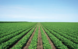 Soybeans pic