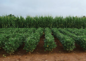 Soybean pic