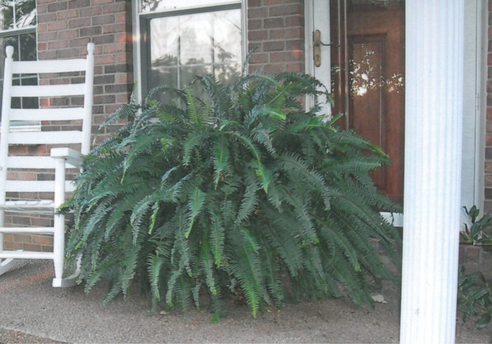 Fern-on-porch