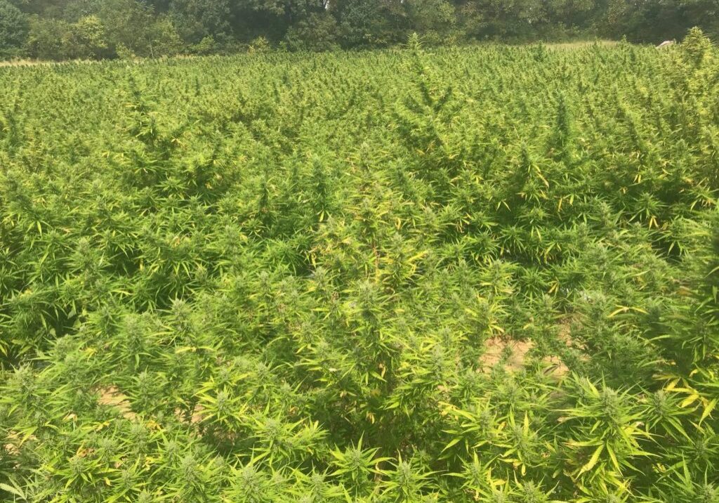 Hemp Field