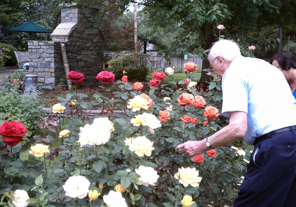 Monty-tending-roses-1