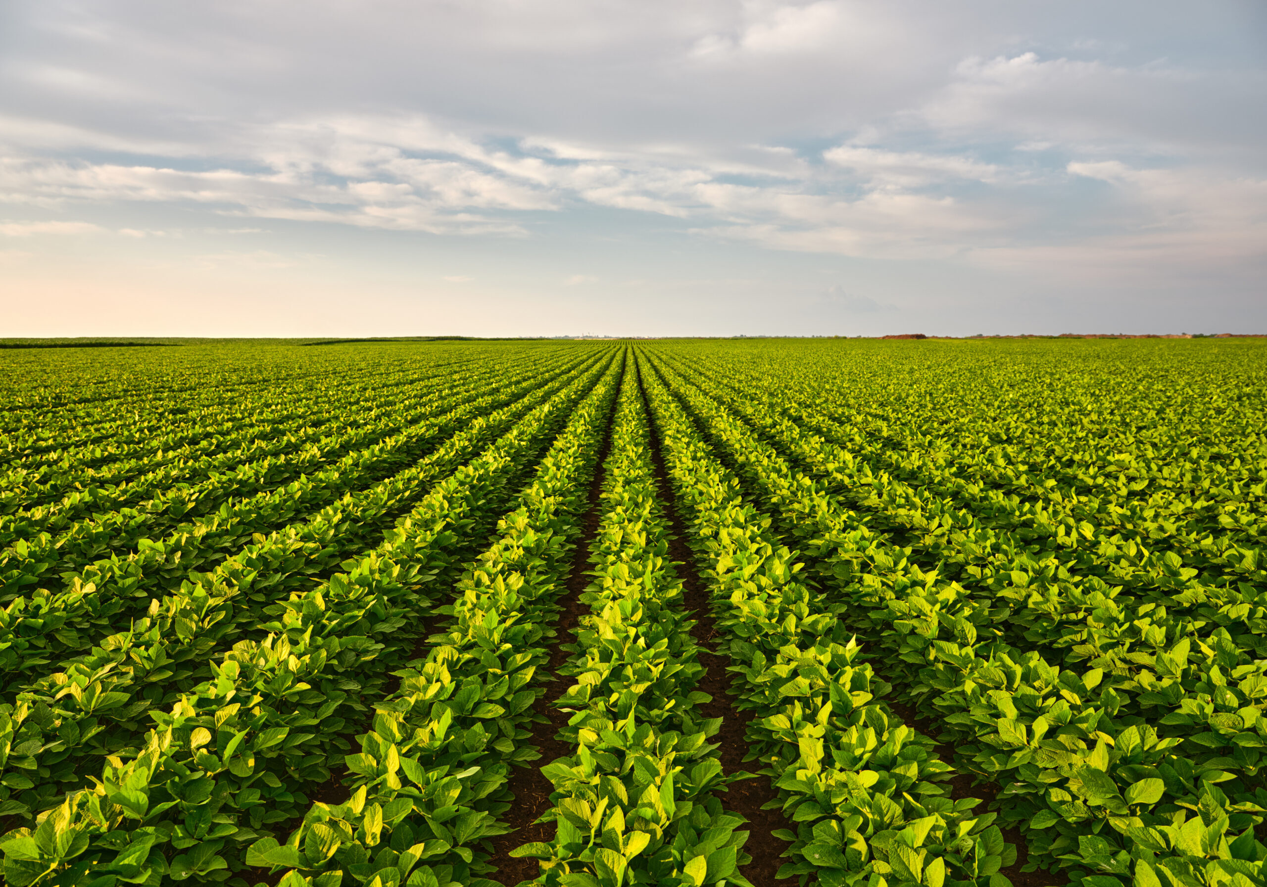 The soybean field is an important part of the local community, providing a valuable source of income for the farmer and a wide range of products for sale. By supporting the farm and purchasing locally grown soybeans, consumers are helping to promote sustainable agriculture